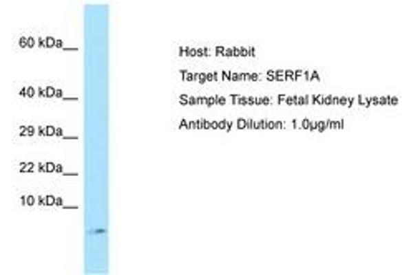 SERF1A antibody  (C-Term)