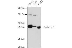 Western blot analysis of extracts of various cell lines, using Syntaxin 3 Rabbit mAb (ABIN7270686) at 1:1000 dilution. (STX3 antibody)