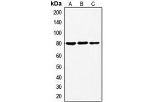 Western blot analysis of Ezrin (pT567) expression in HeLa (A), A431 (B), SHSY5Y (C) whole cell lysates. (Ezrin antibody  (C-Term, pSer567))