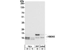 Western Blotting (WB) image for anti-High Mobility Group Nucleosomal Binding Domain 3 (HMGN3) (AA 60-99) antibody (ABIN7454725)