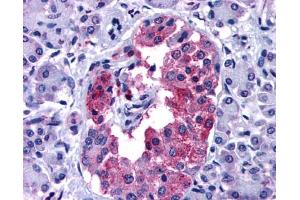 Anti-GIPR antibody IHC of human pancreas. (GIPR antibody  (N-Term))