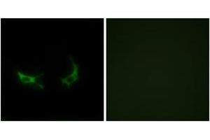 Immunofluorescence analysis of LOVO cells, using OR2M3 Antibody. (OR2M3 antibody  (AA 241-290))