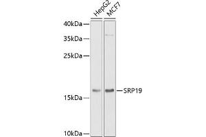 Western blot analysis of extracts of various cell lines, using SRP19 antibody (ABIN6129677, ABIN6148450, ABIN6148451 and ABIN6222484) at 1:1000 dilution. (SRP19 antibody  (AA 1-144))