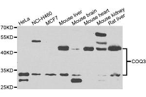 Western blot analysis of extracts of various cell lines, using COQ3 antibody. (COQ3 antibody)