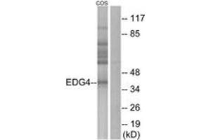 Western Blotting (WB) image for anti-Lysophosphatidic Acid Receptor 2 (LPAR2) (AA 271-320) antibody (ABIN2890816) (EDG4 antibody  (AA 271-320))