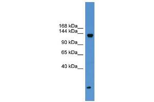 WB Suggested Anti-KIAA0999 Antibody Titration: 0. (KIAA0999 (Middle Region) antibody)