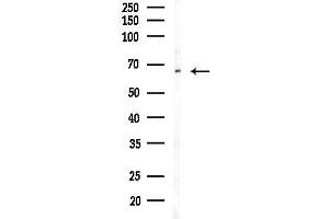 anti-NADPH Dependent Diflavin Oxidoreductase 1 (NDOR1) (N-Term) antibody