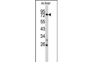 Western blot analysis of TNFAIP2 antibody (Center) (ABIN390522 and ABIN2840874) in mouse liver lysates (35 μg/lane). (TNFAIP2 antibody  (AA 456-484))