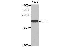 Western blot analysis of extracts of HeLa cells, using CRCP antibody. (CRCP antibody  (AA 1-115))