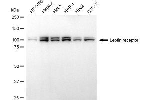 anti-Leptin Receptor (LEPR) antibody