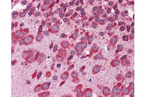 Anti-FBXW7 antibody IHC of mouse brain. (FBXW7 antibody  (AA 251-300))