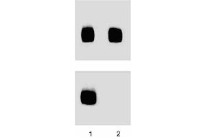 Human Endothelial cell lysate was either left untreated (left column) or treated (right column) with 150 U/ml of lambda phosphatase for 1 hour at 37°C. (ENOS antibody  (pSer1177))