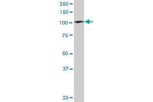 PTK2B antibody  (AA 1-1009)