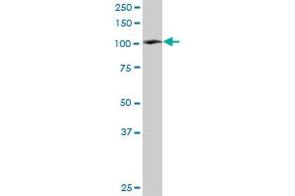 PTK2B antibody  (AA 1-1009)