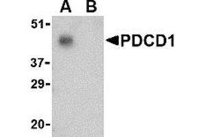 Western Blotting (WB) image for anti-Programmed Cell Death 1 (PDCD1) (C-Term) antibody (ABIN1030570) (PD-1 antibody  (C-Term))