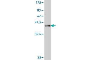 Western Blot detection against Immunogen (37. (PSMA8 antibody  (AA 143-242))