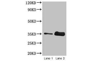Western blot All lanes: Wheat Gliadin at 2 μg/mL Lane 1: Wheat flour at 2 μg Lane 2: Wheat flour at 10 μg Secondary Goat polyclonal to rabbit IgG at 1/15000 dilution Predicted band size: 35 kDa Observed band size: 35 kDa (Gliadin antibody)