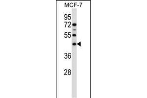 SGMS1 Antibody (N-term) (ABIN657485 and ABIN2846514) western blot analysis in MCF-7 cell line lysates (35 μg/lane). (Sphingomyelin Synthase 1 antibody  (N-Term))