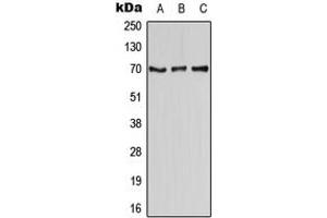 Western blot analysis of CD58 expression in HEK293T (A), Raw264.