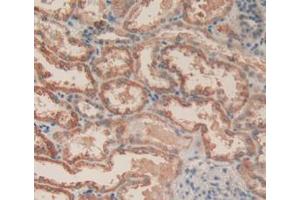 Figure. (Caspase 3 antibody  (AA 29-175))