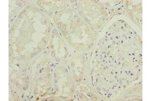Immunohistochemistry of paraffin-embedded human kidney tissue using ABIN7154554 at dilution of 1:100 (MSTN antibody  (AA 267-375))