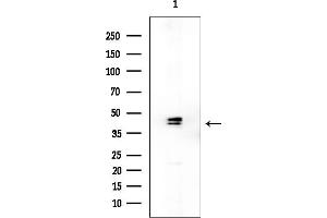anti-Olfactory Receptor, Family 52, Subfamily E, Member 6 (OR52E6) (C-Term) antibody