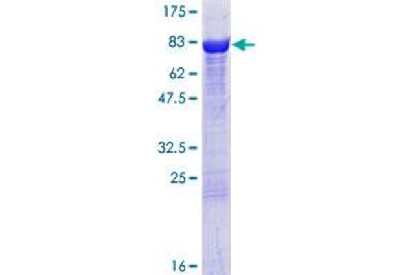 DPYSL4 Protein (AA 1-572) (GST tag)