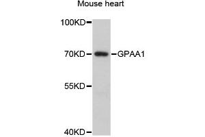 Western blot analysis of extracts of mouse heart, using GPAA1 antibody (ABIN6292961) at 1:3000 dilution. (GPAA1 antibody)