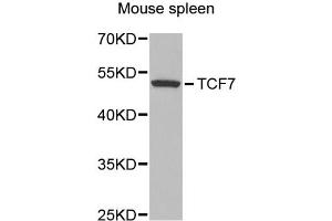 Western blot analysis of extracts of mouse spleen, using TCF7 antibody (ABIN1875040) at 1:300 dilution. (TCF7 antibody)