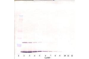 Image no. 1 for anti-Interleukin 9 (IL9) antibody (ABIN465896) (IL-9 antibody)