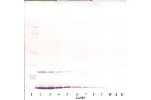 Image no. 1 for anti-Interleukin 9 (IL9) antibody (ABIN465895) (IL-9 antibody)