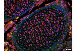 Formalin-fixed and paraffin-embedded mouse embryo labeled with Anti-KLF2 Polyclonal Antibody, Unconjugated (ABIN680473) 1:200, overnight at 4°C, The secondary antibody was Goat Anti-Rabbit IgG, Cy3 conjugated used at 1:200 dilution for 40 minutes at 37°C. (KLF2 antibody  (AA 251-355))