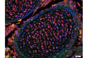 Formalin-fixed and paraffin-embedded mouse embryo labeled with Anti-KLF2 Polyclonal Antibody, Unconjugated (ABIN680473) 1:200, overnight at 4°C, The secondary antibody was Goat Anti-Rabbit IgG, Cy3 conjugated used at 1:200 dilution for 40 minutes at 37°C.