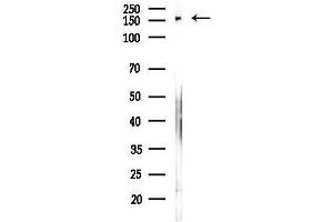 anti-ArfGAP with RhoGAP Domain, Ankyrin Repeat and PH Domain 1 (ARAP1) antibody