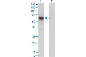 Western Blot analysis of PCTK1 expression in transfected 293T cell line by PCTK1 monoclonal antibody (M01), clone 4D2. (CDK16 antibody  (AA 1-80))