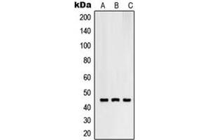 Western blot analysis of RNF130 expression in SKMEL28 (A), HuvEc (B), HeLa (C) whole cell lysates. (RNF130 antibody  (C-Term))
