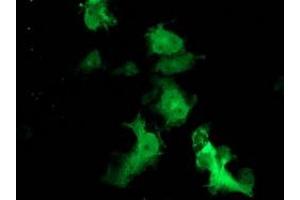 Anti-FBXO21 mouse monoclonal antibody (ABIN2455369) immunofluorescent staining of COS7 cells transiently transfected by pCMV6-ENTRY FBXO21 (RC223095). (FBXO21 antibody)