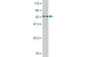 STARD3 antibody  (AA 1-445)