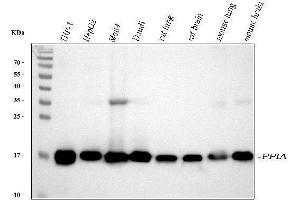 Western blot analysis of Cyclophilin A using anti-Cyclophilin A antibody (ABIN5518864). (PPIA antibody  (AA 116-165))