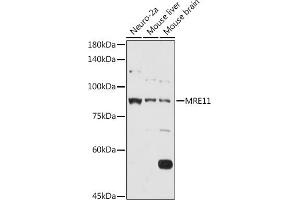 Western blot analysis of extracts of various cell lines, using MRE11 antibody (ABIN3016249, ABIN3016250, ABIN3016251 and ABIN6219660) at 1:1000 dilution.