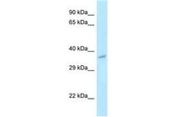 PNCK antibody  (AA 191-240)