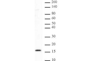 Histone H2B dimethyl Lys46 pAb tested by Western blot. (Histone H2B antibody  (2meLys46))