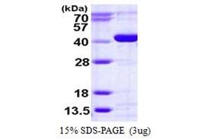SDS-PAGE (SDS) image for Calcium Activated Nucleotidase 1 (CANT1) (AA 63-401) protein (His tag) (ABIN667995)