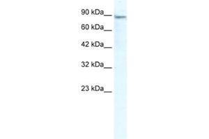 Western Blotting (WB) image for anti-Minichromosome Maintenance Deficient 4 (MCM4) antibody (ABIN2461398) (MCM4 antibody)