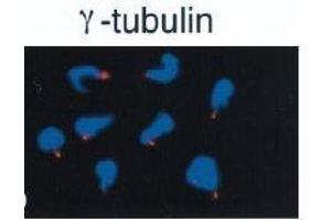 Immunofluorescence (IF) image for anti-Tubulin, gamma 1 (TUBG1) (C-Term) antibody (ABIN2451983)
