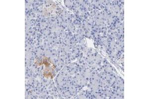 Immunohistochemical staining (Formalin-fixed paraffin-embedded sections) of human pancreas with PCSK1N polyclonal antibody  shows cytoplasmic positivity in endocrine cells at 1:20-1:50 dilution.