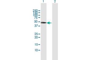 Western Blot analysis of VRK1 expression in transfected 293T cell line by VRK1 MaxPab polyclonal antibody. (VRK1 antibody  (AA 1-396))