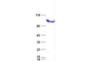 Validation with Western Blot (DYRK1A Protein (DYKDDDDK Tag))