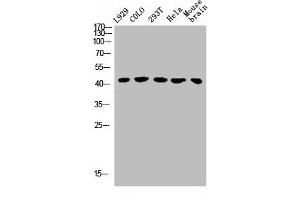Western Blot analysis of L929 COLO 293T HELA MOUSE-brain cells using GHRH-R Polyclonal Antibody (GHRHR antibody  (C-Term))