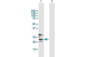 Western Blot analysis of CREG1 expression in transfected 293T cell line by CREG1 MaxPab polyclonal antibody.